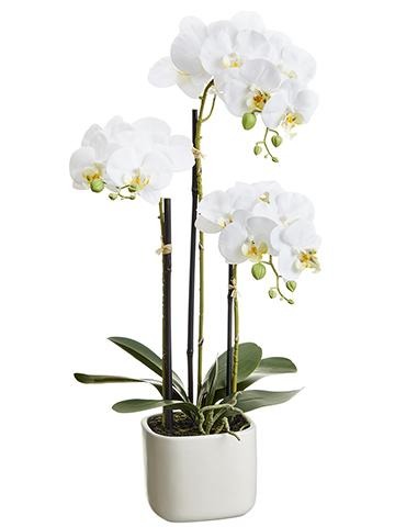 Phalaenopsis plant 25''