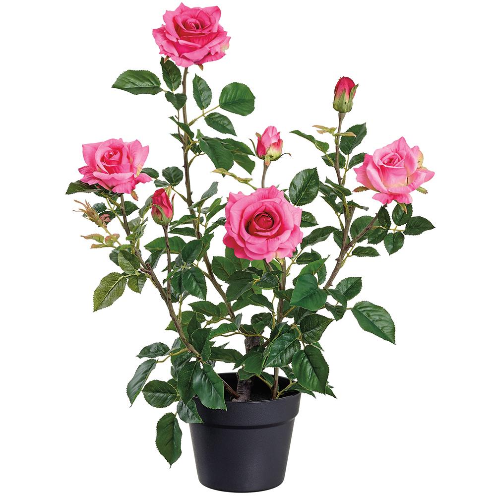Rosa en maceta 25.2''