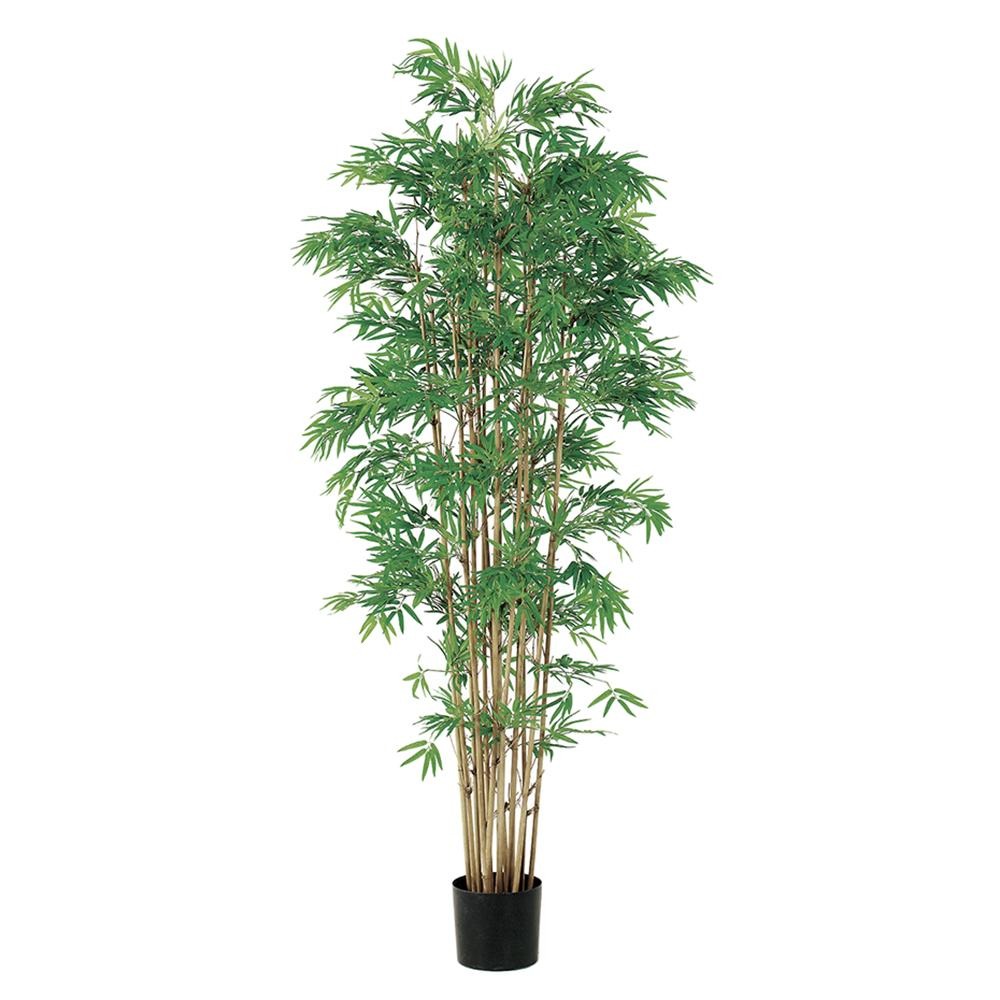 Bamboo 6''