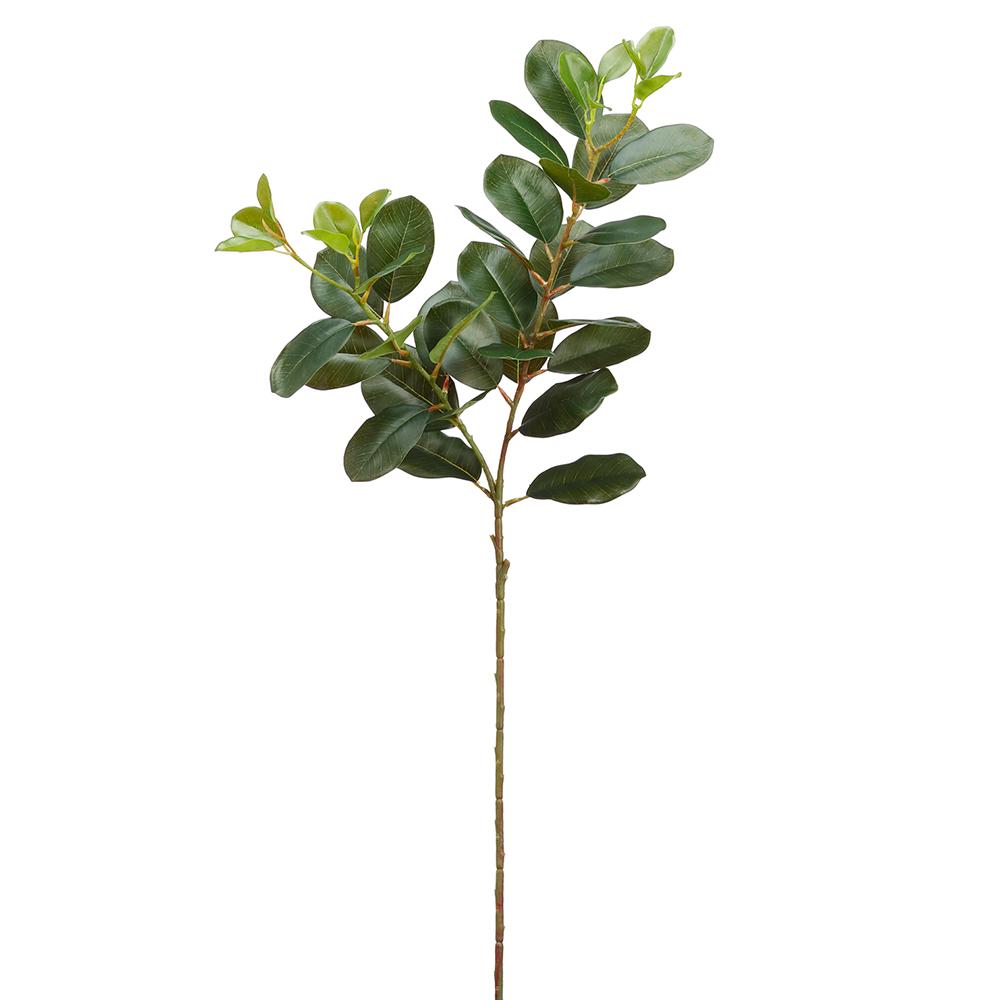Ficus oriental 31''