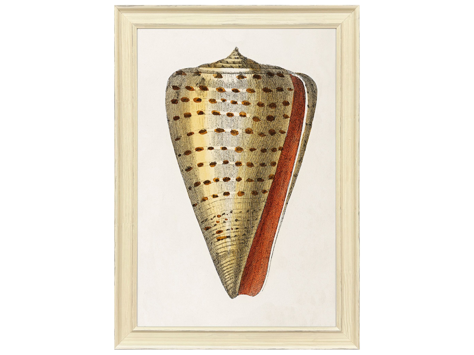 Cuadro conch study II
