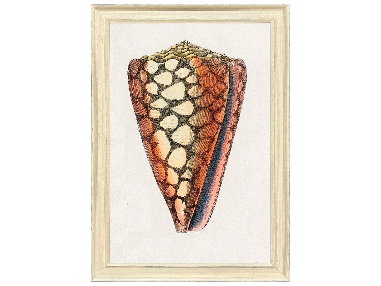 Cuadro conch study I